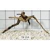 Spiderwood 114