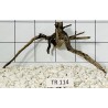Spiderwood 114