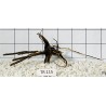 Spiderwood 115