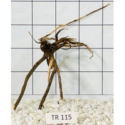 Spiderwood 115
