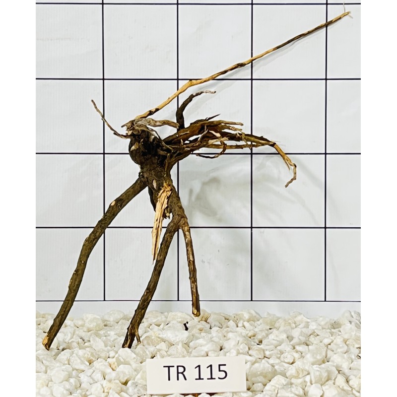 Spiderwood 115