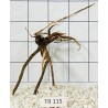 Spiderwood 115