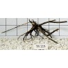 Spiderwood 115