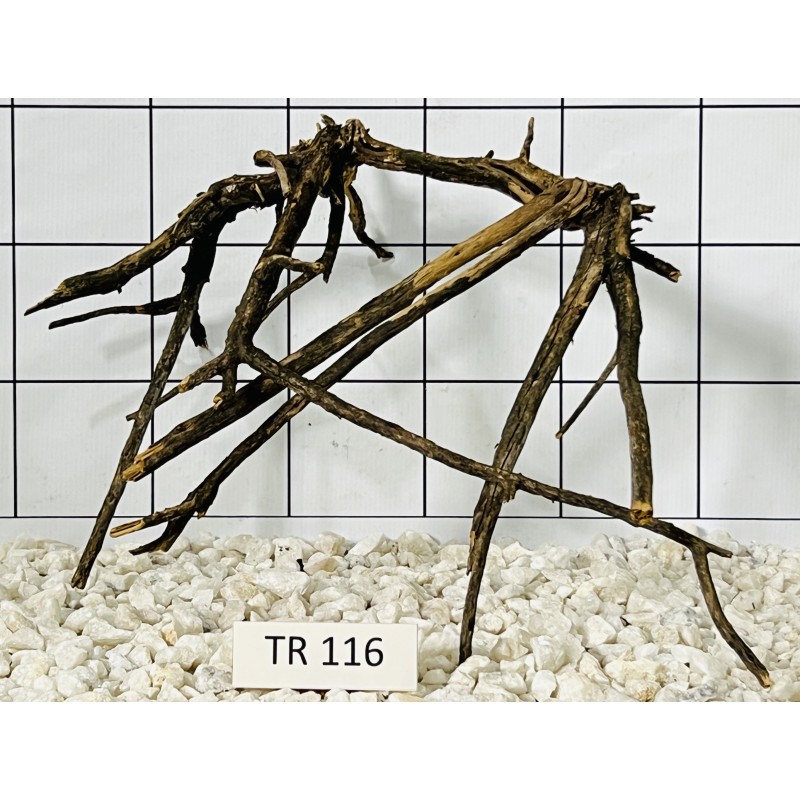 Spiderwood 116