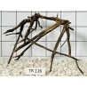 Spiderwood 116