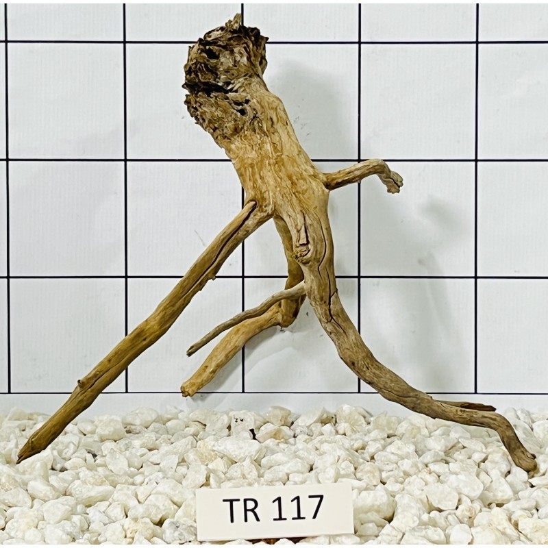 Spiderwood 117