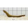 Bogwood 42