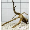 Spiderwood 117