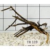 Spiderwood 119