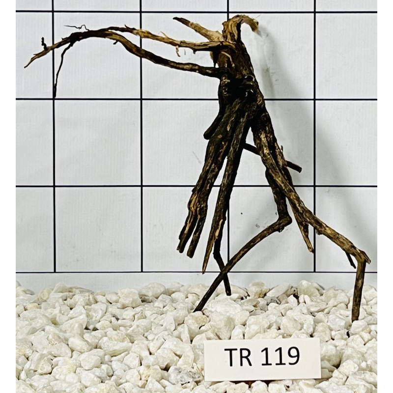 Spiderwood 119