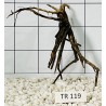 Spiderwood 119