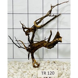 Spiderwood 120