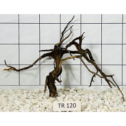 Spiderwood 120