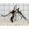 Spiderwood 120