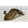 Bogwood 43