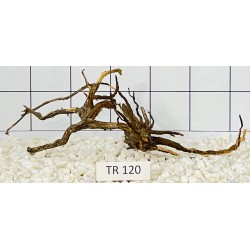 Spiderwood 120
