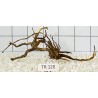 Spiderwood 120