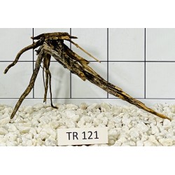 Spiderwood 121
