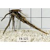Spiderwood 121