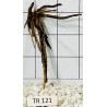 Spiderwood 121