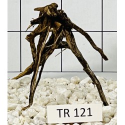Spiderwood 121