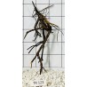 Spiderwood 123