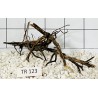 Spiderwood 123