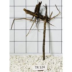 Spiderwood 124