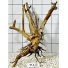 Spiderwood 125