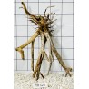Spiderwood 125