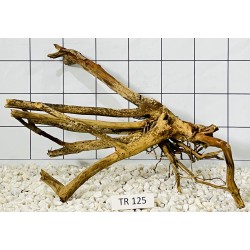 Spiderwood 125
