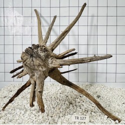 Spiderwood 127