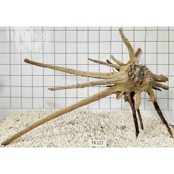 Spiderwood 127