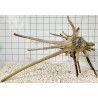 Spiderwood 127