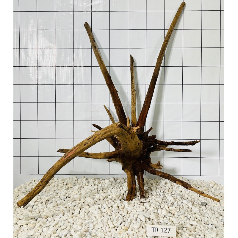 Spiderwood 127