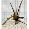 Spiderwood 127