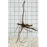 Spiderwood 128
