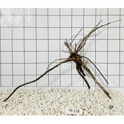Spiderwood 128