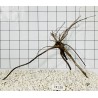 Spiderwood 128