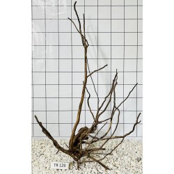 Spiderwood 129