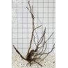 Spiderwood 129