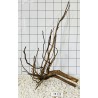 Spiderwood 129
