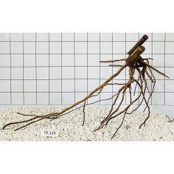 Spiderwood 129