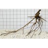 Spiderwood 129