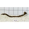 Bogwood 44