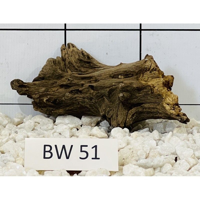 Bogwood 51