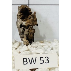 Bogwood 53