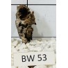 Bogwood 53