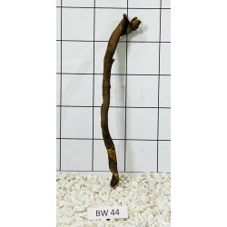 Bogwood 44