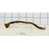 Bogwood 44